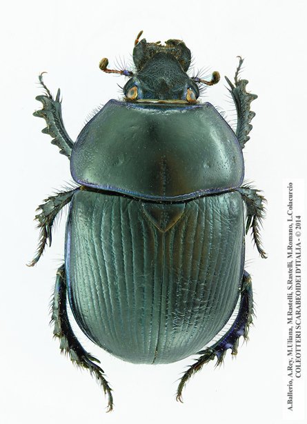 Geotrupes spiniger